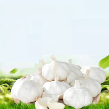 buy chinese wholesale garlic ajo/alho/ail export